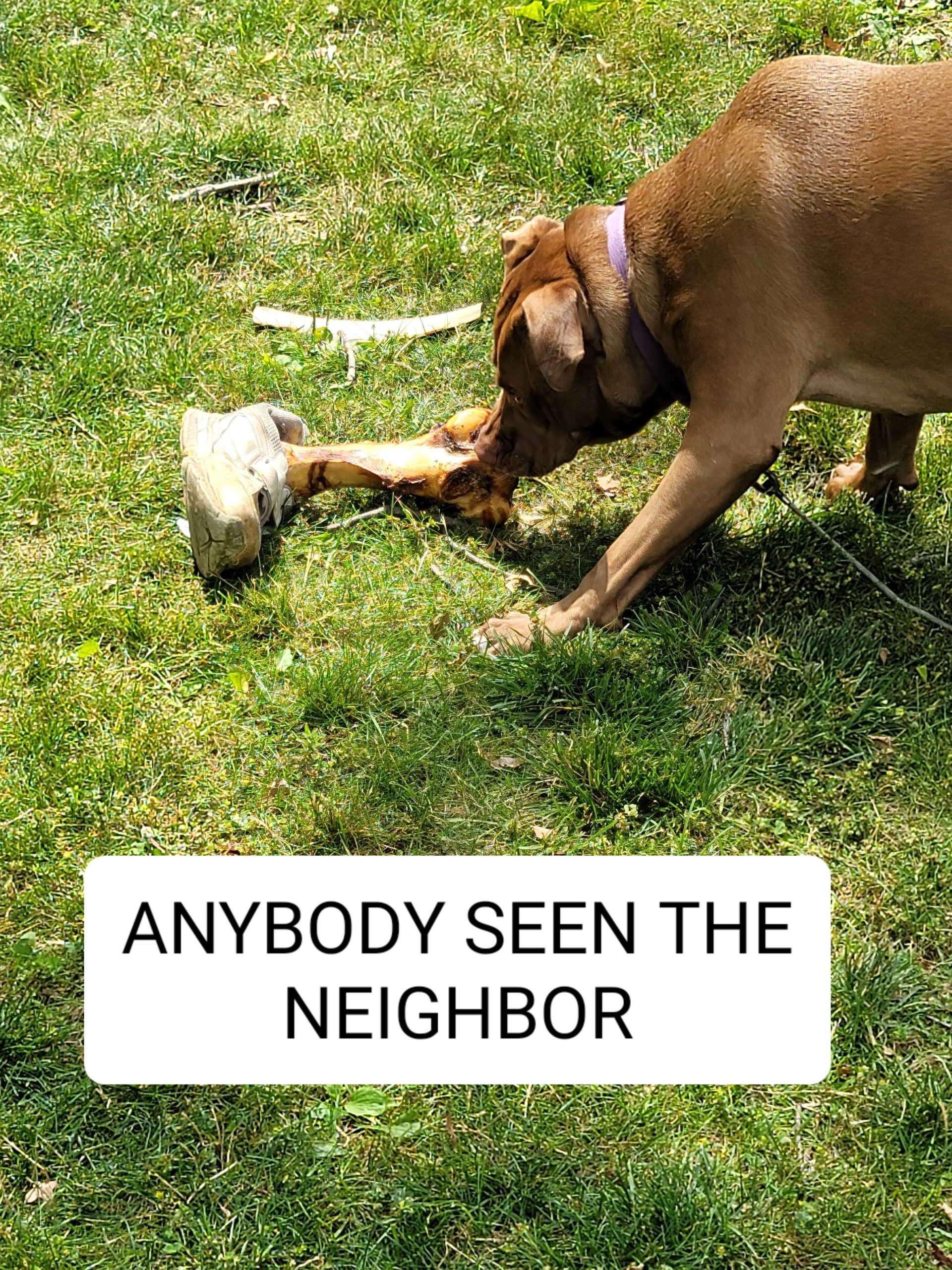 You are currently viewing Anybody seen the Neighbors